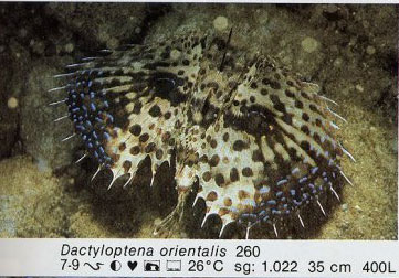 Dactyloptena orientalis
